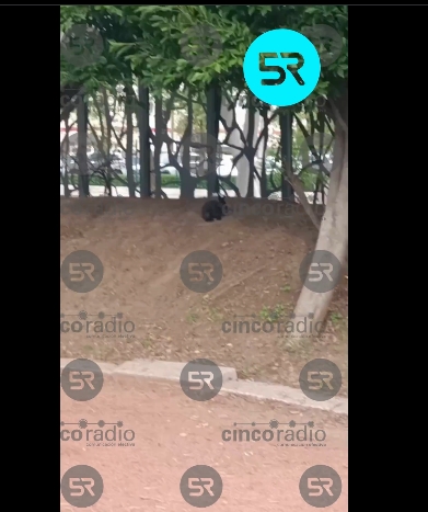 Indignación en Puebla por el abandono de un conejo en el Parque del Arte